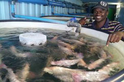 Fish farming in a shipping container